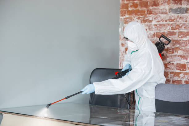 Best Water Damage & Mold Remediation in Rockledge, PA